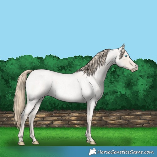 Horse Color:Smoky Creme Roan Dun 