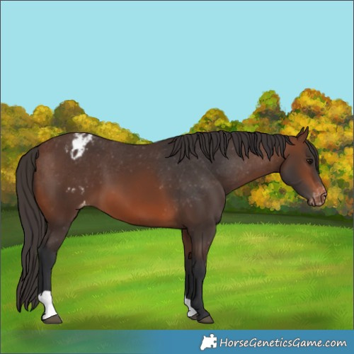 Horse Color:Brown Varnish 