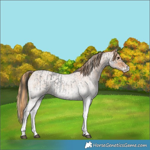 Horse Color:White Spotted Blue Roan Rabicano and White Spotted Red Roan Rabicano