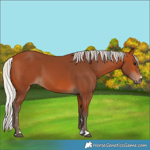Horse Color:Silver Bay