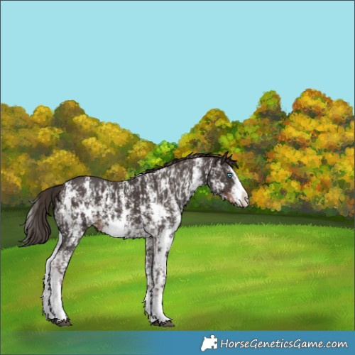 Horse Color:Liver Chestnut Sabino Splash Appaloosa and Liver Chestnut Sabino Splash
