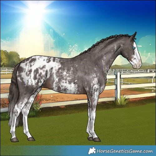 Horse Color:Liver Chestnut Sabino Splash Blanket  and Liver Chestnut Sabino Splash Blanket 