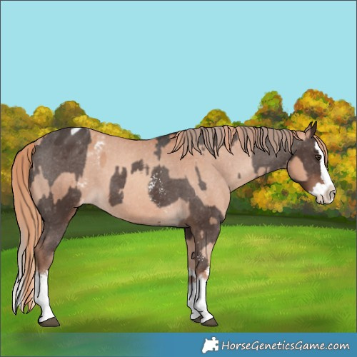 Horse Color:Liver Chestnut Sabino Splash Appaloosa  and Gold Champagne Sabino Splash Appaloosa 