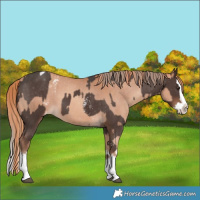 Horse Color:Liver Chestnut Sabino Splash Blanket  and Gold Champagne Sabino Splash Blanket 