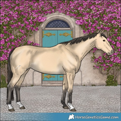 Horse Color:Buckskin 