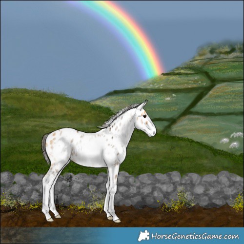 Horse Color:White Spotted Buckskin Splash Appaloosa 