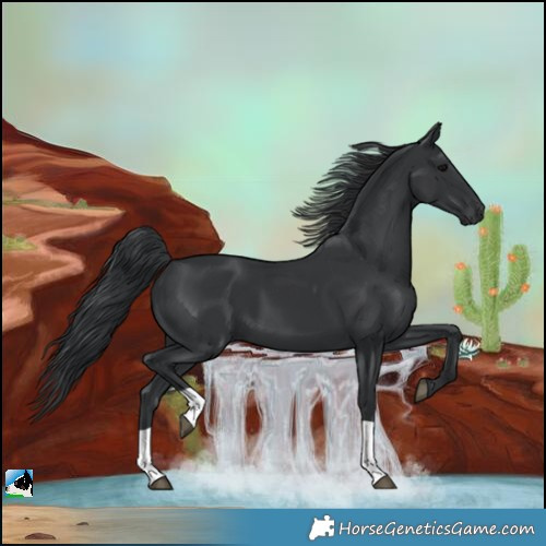 Horse Color:Black 