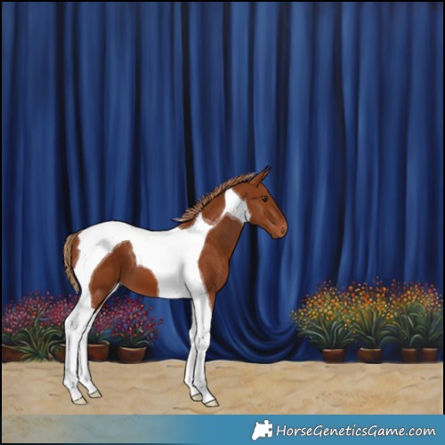 Horse Color:Chestnut Tobiano 