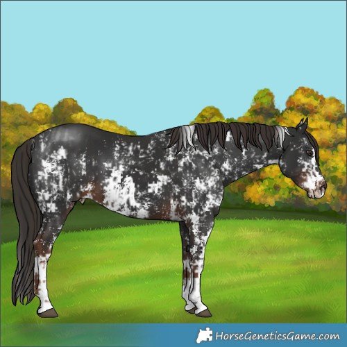 Horse Color:Liver Chestnut Sabino Splash and Liver Chestnut Sabino Splash