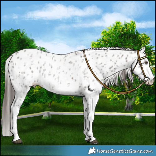 Horse Color:Liver Red Roan Sabino Splash Leopard  and Liver Red Roan Sabino Splash Leopard 