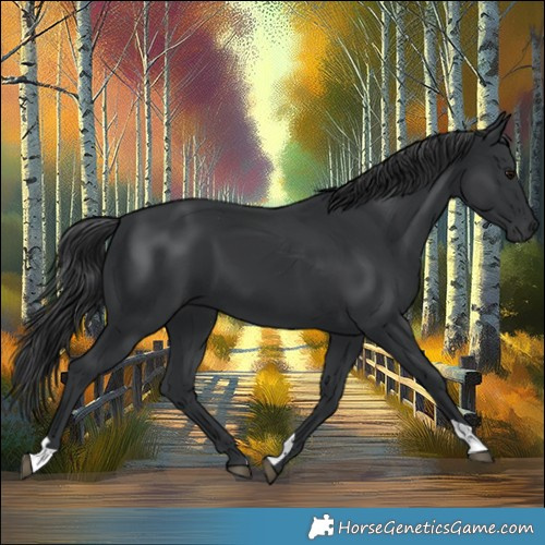 Horse Color:Black 