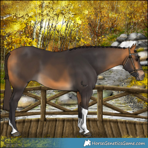Horse Color:Buckskin Tobiano