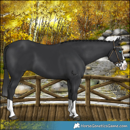 Horse Color:Black Splash 