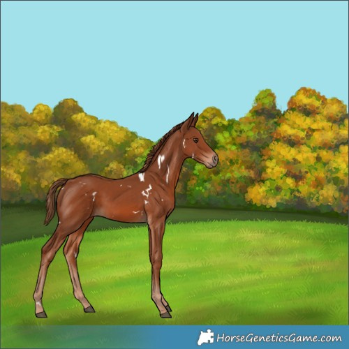 Horse Color:White Spotted Chestnut 