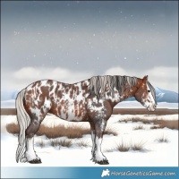 Horse Color:Bay Sabino Splash Near Leopard and Silver Bay Sabino Splash Near Leopard
