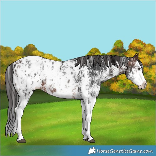 Horse Color:Brown Sabino Splash Appaloosa  and Brown Sabino Splash Appaloosa 