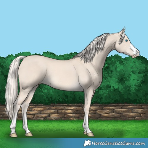 Horse Color:Cremello Dun 