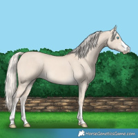 Horse Color:Cremello Dun 