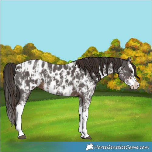 Horse Color:Liver Chestnut Sabino Splash Near Leopard  and Liver Chestnut Sabino Splash Near Leopard 