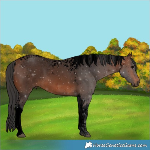 Horse Color:Void Brown Tobiano Rabicano 