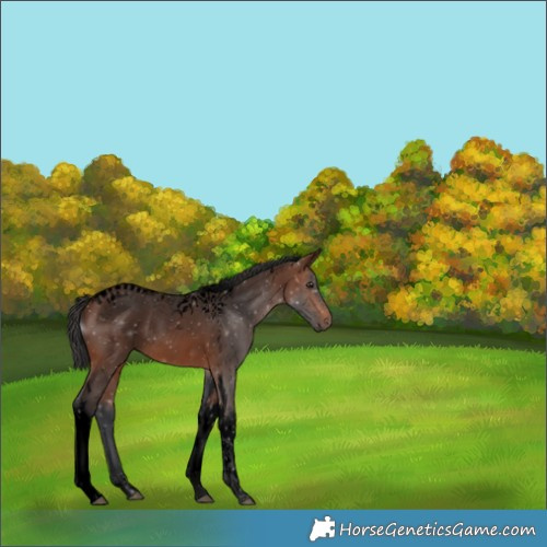 Horse Color:Void Brown Tobiano Rabicano