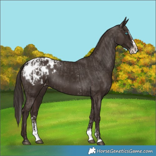 Horse Color:Liver Chestnut Sabino Splash Blanket  and Liver Chestnut Sabino Splash Blanket 