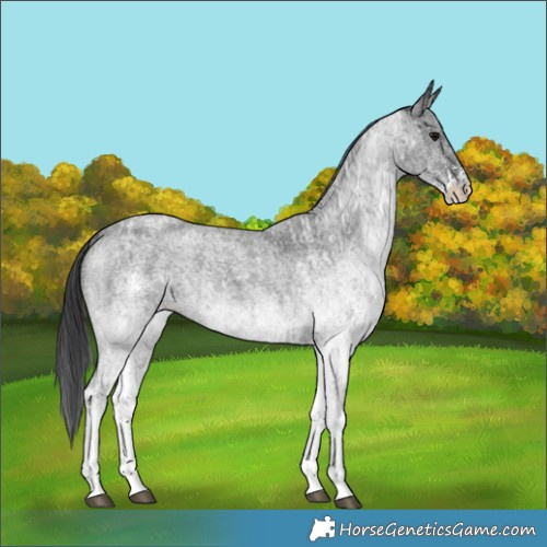 Horse Color:White Spotted Blue Roan Rabicano and White Spotted Blue Roan Rabicano