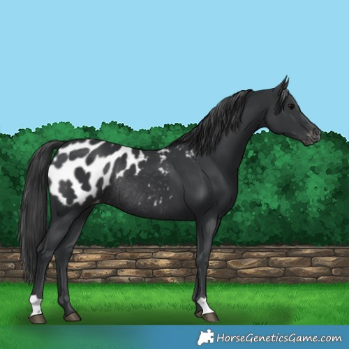 Horse Color:Black Appaloosa Rabicano 