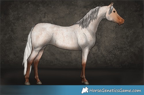 Horse Color:Silver Bay Roan Dun