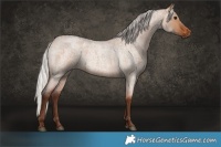 Horse Color:Silver Bay Roan Dun