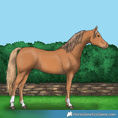 Horse Color:Chestnut 