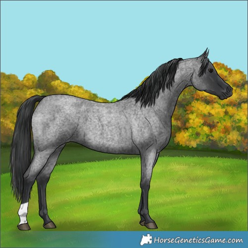 Horse Color:Blue Roan 