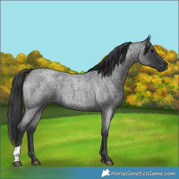 Horse Color:Blue Roan
