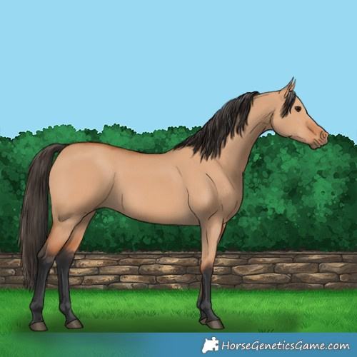 Horse Color:Bay Dun 