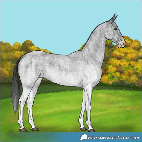 Horse Color:White Spotted Blue Roan Rabicano  and White Spotted Blue Roan Rabicano 
