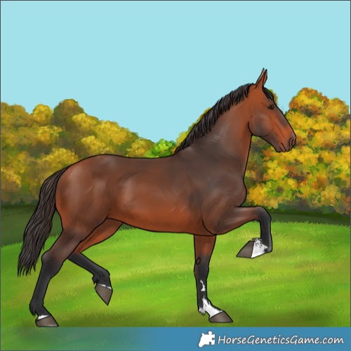 Horse Color:Bay 