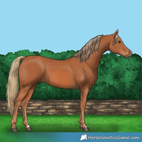 Horse Color:Chestnut 