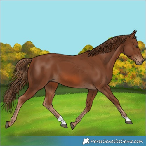 Horse Color:Chestnut 