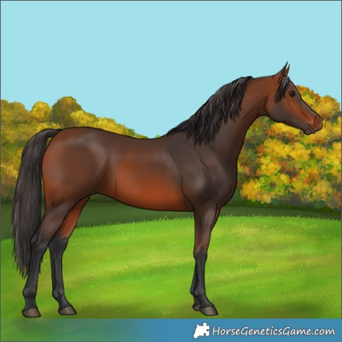 Horse Color:Bay 