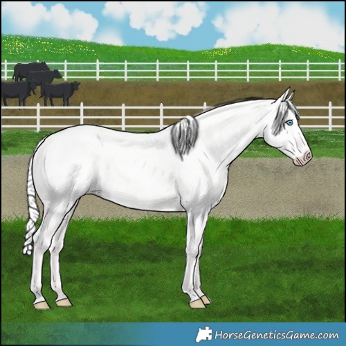 Horse Color:Silver Perlino Dun