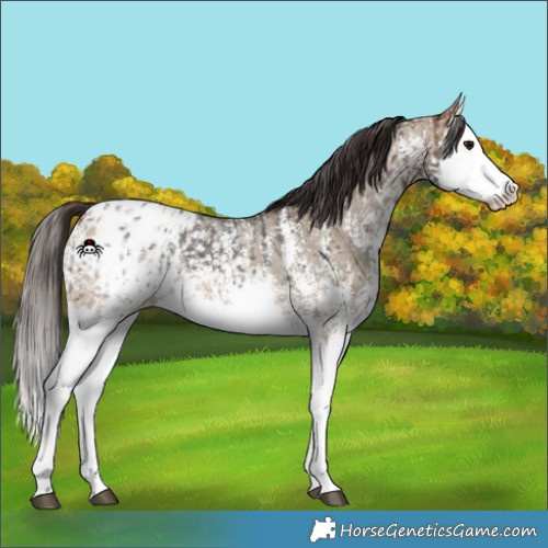 Horse Color:Bay Sabino Splash Blanket  and Bay Dun Sabino Splash Blanket 