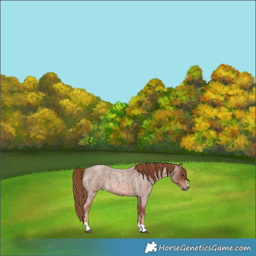 Horse Color:Red Roan 
