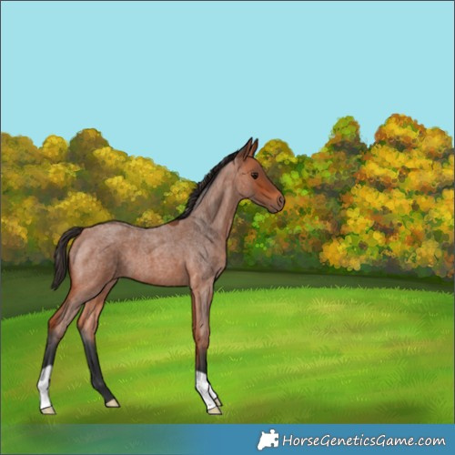 Horse Color:Bay Roan 