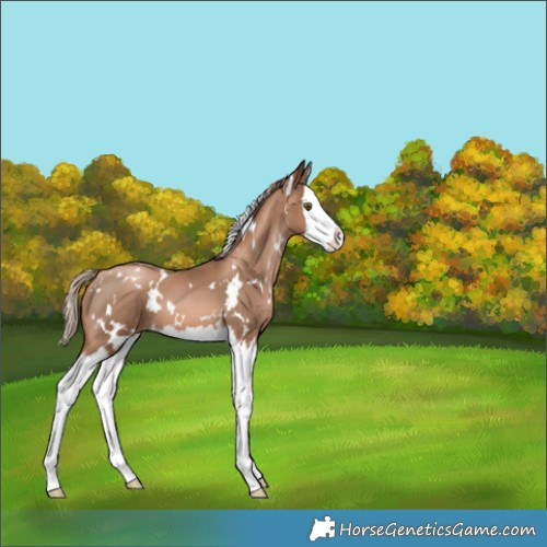 Horse Color:White Spotted Liver Chestnut Pearl Splash 