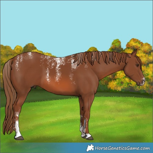 Horse Color:Powder White Chestnut 