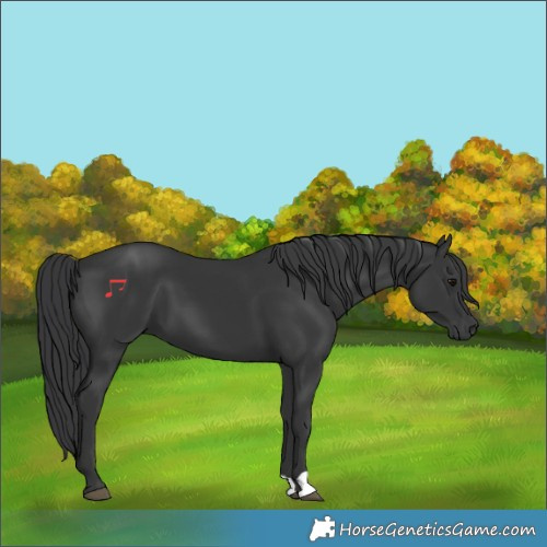 Horse Color:Black 