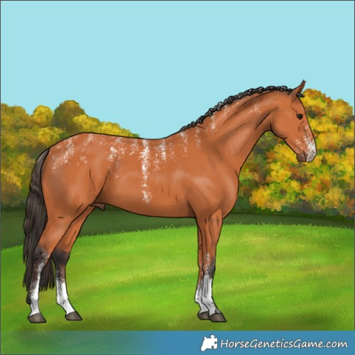 Horse Color:Powder White Bay 