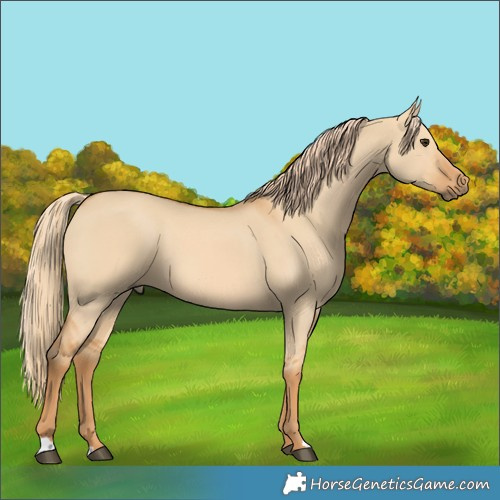 Horse Color:Red Dun 