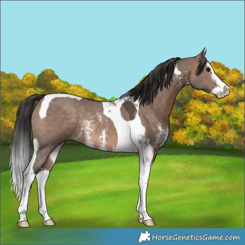 Horse Color:Brown Dun Sabino Splash Tobiano Rabicano