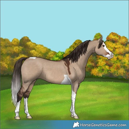 Horse Color:Liver Red Dun Splash Tobiano